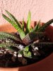 haworthia cocciniglia1.jpg