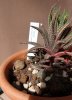 haworthia cocciniglia2.jpg