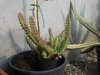 Huernia macrocarpa.JPG