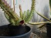 Huernia macrocarpa (3).JPG