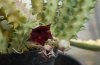 Huernia macrocarpa (2).JPG