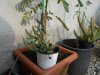 Huernia x pendurata.JPG