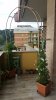 Solanum 2019-10-06 at 16.45.15.jpeg