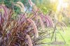 Setaria-Italica-Red-Jewel-30-Seeds-Foxtail.jpg