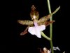 odontoglossum bictoniense.jpg