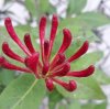 Lonicera 1.jpg