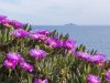 1024px-Carpobrotus_Piombino_1.jpg