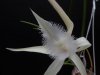 brassavola david sander - Copia.JPG