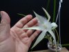 brassavola david sander 3 - Copia.JPG