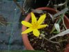 Hypoxis hirsuta..jpg