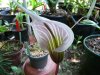 Arisaema candidum.jpg