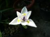 Dietes iridioide&#.jpg