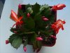 Schlumbergera (1)&#.jpg