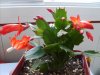 Schlumbergera (3)&#.jpg