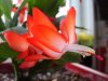 Schlumbergera (2)&#.jpg