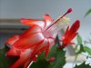 Schlumbergera (4)&#.jpg