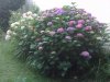 IMG00653..jpg