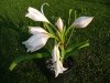 Crinum macowanii1.jpg