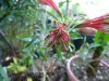 Alstroemeria bra&#115.jpg