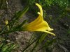 Hymerocallis lil&#10.jpg