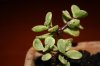 Portulacaria afra&#.jpg