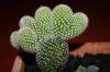 Opuntia albispina.jpg