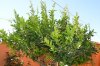 limone agosto.jpg limone agosto.jpg