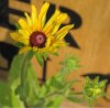rudbeckia1.jpg