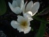 Colchicum speciosum album.jpg
