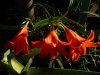 Cyrtanthus sanguineus2.jpg