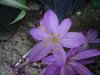 Colchicum1.jpg