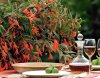 begonia-bonfire-courtesy-selecta-first-class-plants.jpg