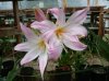 Amaryllis belladonna1.jpg