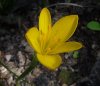 Sternbergia lutea.jpg