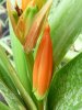 Clivia caulescens.jpg