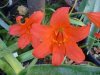 Cyrtanthus sanguineus3.jpg