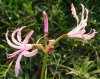 Nerine angustifolia.jpg