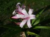 Crinum sp.1.jpg