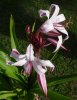 Crinum sp.2.jpg