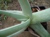Aloe sp.1.jpg