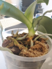 upload_2019-11-2_17-23-33.png upload_2019-11-2_17-23-33.png