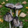 deliquescenza coprinus.jpg