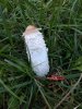 coprinus.jpg