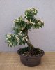 2019-XI PYRACANTHA MARILICIA 1.jpg