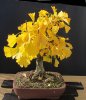 2019-XI GINKGO BONSAI 1.JPG