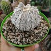 astrophytum_asterias_supercabuto_37320.jpg