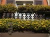 balcone_sedum_palmeri3-696x522.jpg