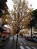 ALBERO DI MUSILE 2.jpg