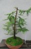 2019-6 METASEQUOIA - Copia.JPG