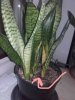 Sansevieria Foglia gialla.jpg